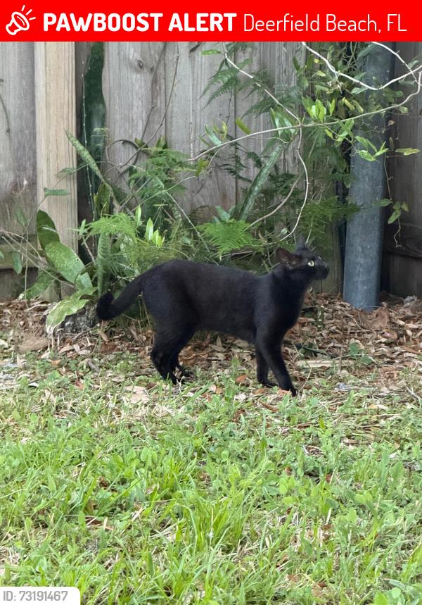 Lost Female Cat last seen Sw 3rd terrace and sw 15th street just west of south dixie highway, Deerfield Beach, FL 33441