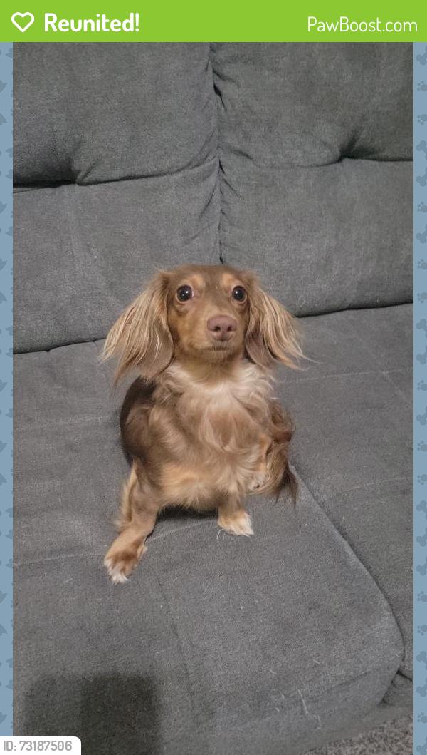 Reunited Female Dog last seen Newtown St, Dakota St, Catherine, Medford, OR 97501