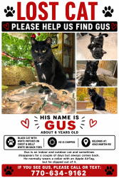 Lost Male Cat last seen West Grand Ave down from Kwik Trip, Wisconsin Rapids, WI 54495