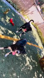 Found/Stray Male Dog last seen 134th foster road, Portland, OR 97236