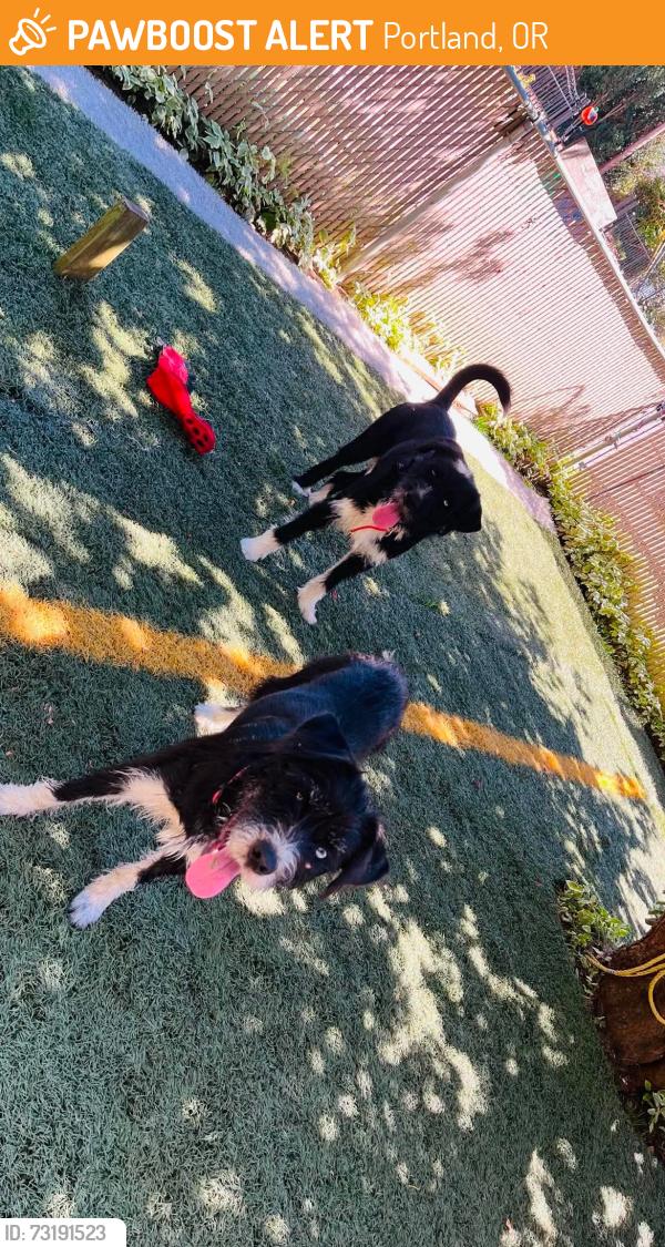 Found/Stray Male Dog last seen 134th foster road, Portland, OR 97236