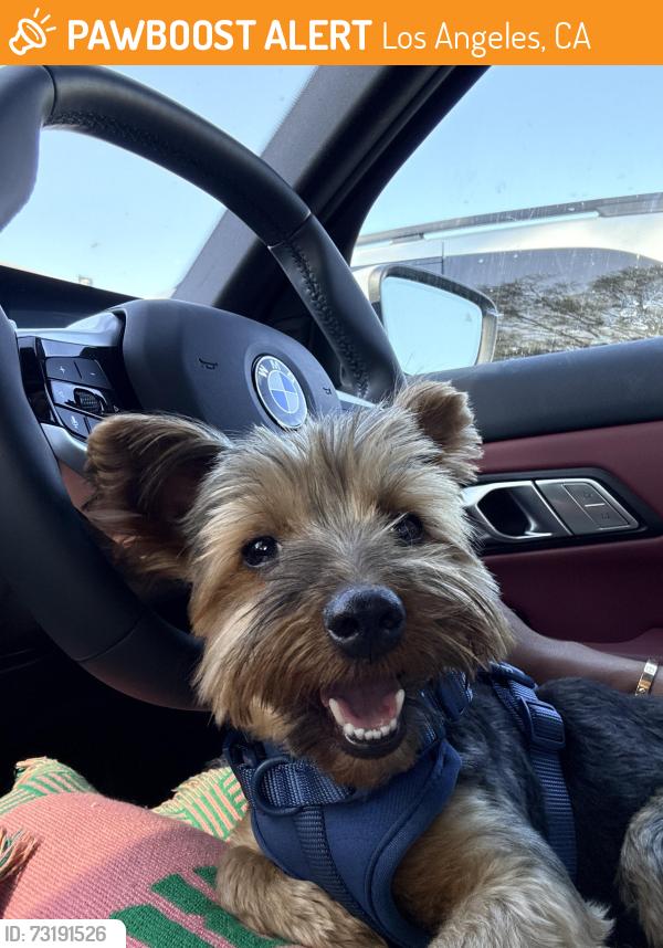 Found/Stray Male Dog last seen Roaming on west 83rd near the Florence & Manchester freeway exit, Los Angeles, CA 90044