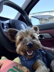 Found/Stray Male Dog last seen Roaming on west 83rd near the Florence & Manchester freeway exit, Los Angeles, CA 90044