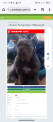 Lost Female Dog last seen Palm and hacienda, Desert Hot Springs, CA 92240