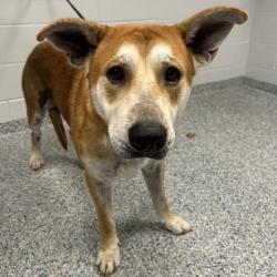 Shelter Stray Male Dog last seen , 328 Furman Hall Rd, Greenville, SC 29609, USA