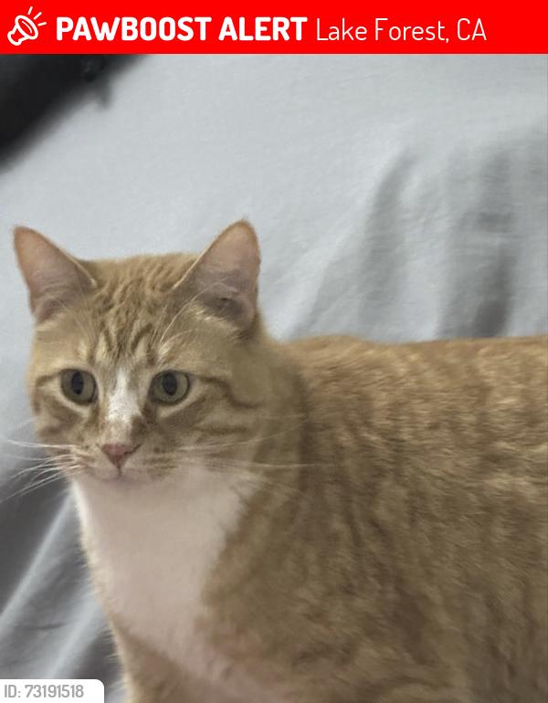 Lost Male Cat last seen trailway ln an buffwood ln, Lake Forest, CA 92630