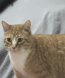 Lost Male Cat last seen trailway ln an buffwood ln, Lake Forest, CA 92630