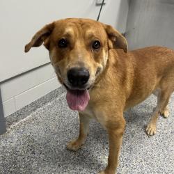 Shelter Stray Male Dog last seen , 328 Furman Hall Rd, Greenville, SC 29609, USA