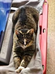 Lost Female Cat last seen At my home at Old Mill Village apmts in Pound,Va, Pound, VA 24279