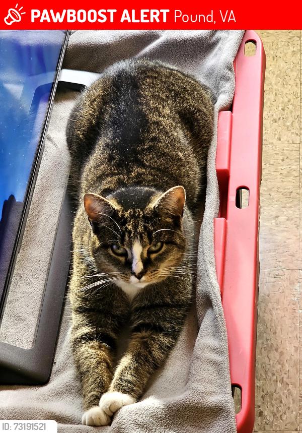 Lost Female Cat last seen At my home at Old Mill Village apmts in Pound,Va, Pound, VA 24279