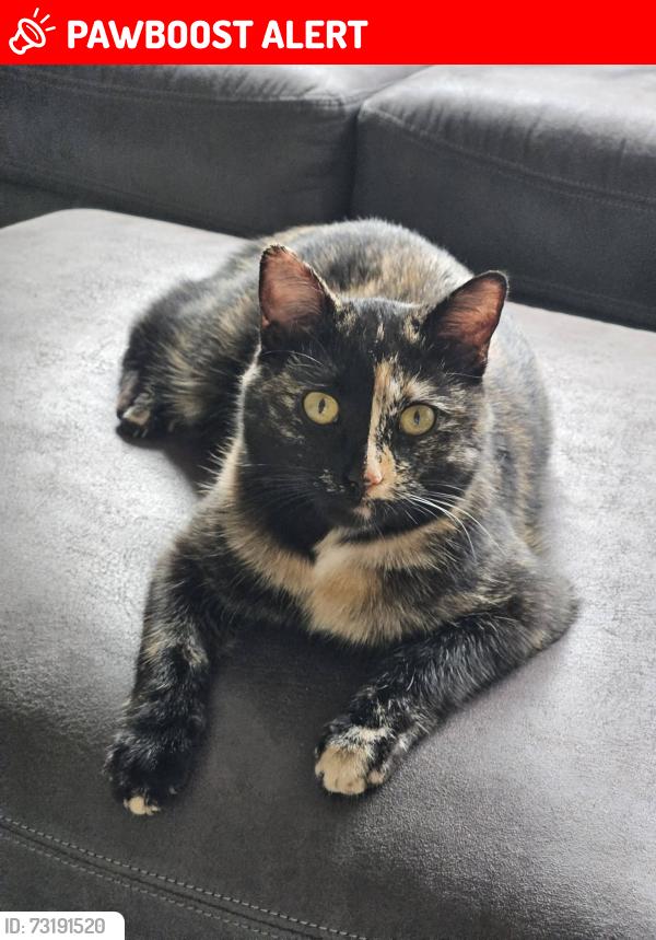 Lost Female Cat last seen Near the intersection of County Road 2 and 251st Avenue - Staples, Staples Township, MN 56479