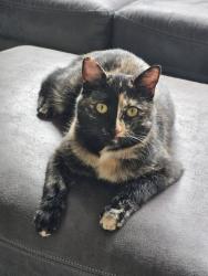 Lost Female Cat last seen Near the intersection of County Road 2 and 251st Avenue - Staples, Staples Township, MN 56479