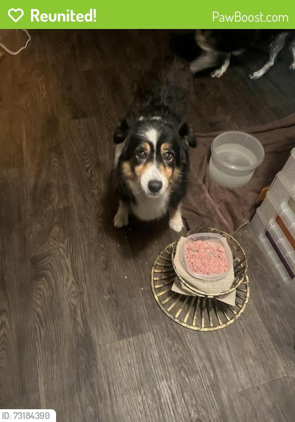 Reunited Female Dog last seen NE 49th st Williston, Levy County, FL 32621