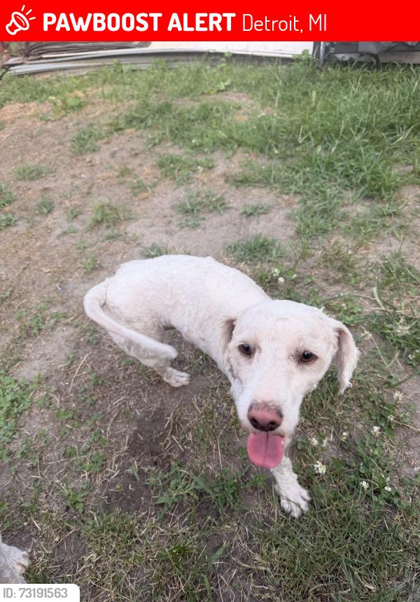 Lost Male Dog last seen Southwest Detroit, Detroit, MI 48204