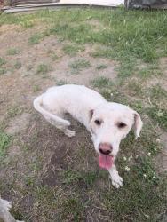 Lost Male Dog last seen Southwest Detroit, Detroit, MI 48204