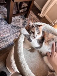 Lost Female Cat last seen Lincoln & Parker Rd, Parker, CO 80138