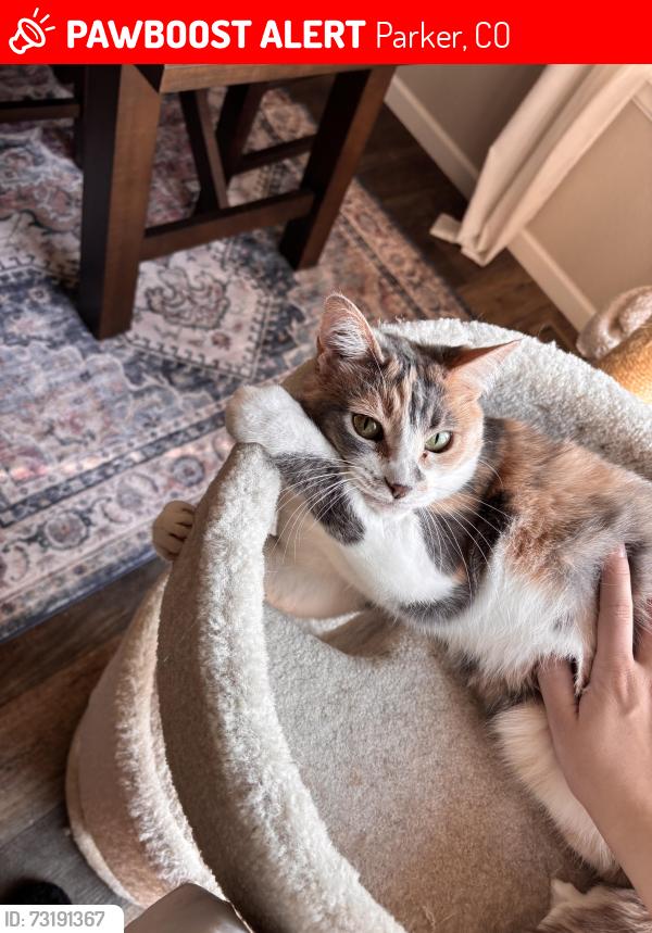 Lost Female Cat last seen Lincoln & Parker Rd, Parker, CO 80138