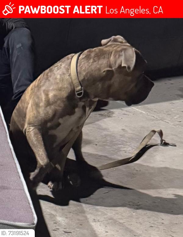 Lost Male Dog last seen Hotel Silverlake, Los Angeles, CA 90039