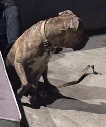 Lost Male Dog last seen Hotel Silverlake, Los Angeles, CA 90039