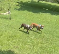 Reunited Unknown Dog last seen Lake Dr, Evansville, IN 47711