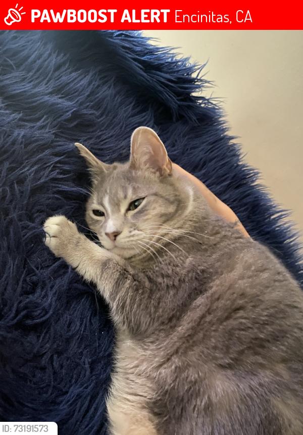 Lost Female Cat last seen Gardendale rd, Encinitas, CA 92024