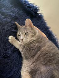 Lost Female Cat last seen Gardendale rd, Encinitas, CA 92024