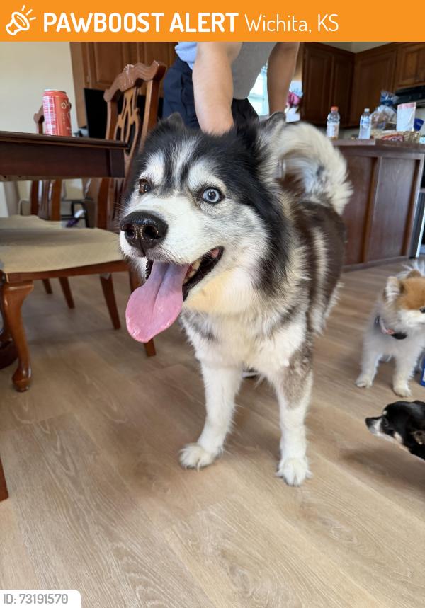 Found/Stray Female Dog last seen Meadow oaks, Wichita, KS 67220