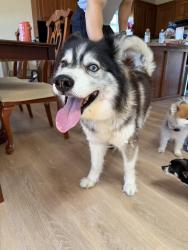Found/Stray Female Dog last seen Meadow oaks, Wichita, KS 67220