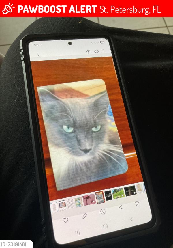 Lost Female Cat last seen 4th st. N. and 72nd. Avenue N., St. Petersburg, FL 33702
