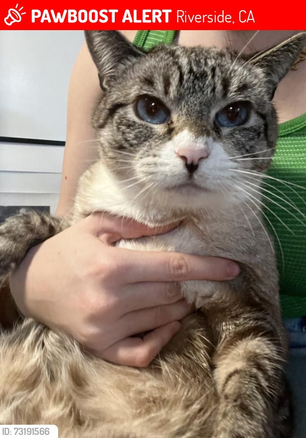 Lost Female Cat last seen valencia hill and celeste drive, Riverside, CA 92507