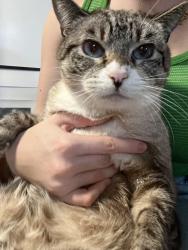 Lost Female Cat last seen valencia hill and celeste drive, Riverside, CA 92507