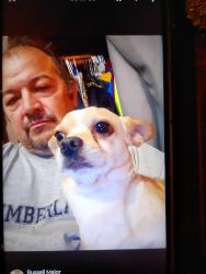 Reunited Male Dog last seen broadway street rogersville tn, Rogersville, TN 37857