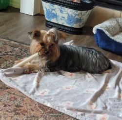 Reunited Female Dog last seen Near lincoln Cresent nw, Edmonton, AB T6R 3B2