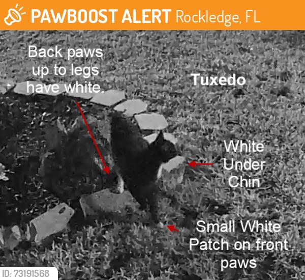 Found/Stray Unknown Cat last seen Corner of Spirea and Gardner Rockledge Florida, Rockledge, FL 32955