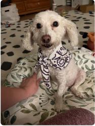 Lost Female Dog last seen Woodland Ave and I-35 Feeder, near fenced off office building, Austin, TX 78741