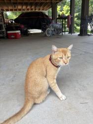 Found/Stray Male Cat last seen QT, Greenville, SC 29605