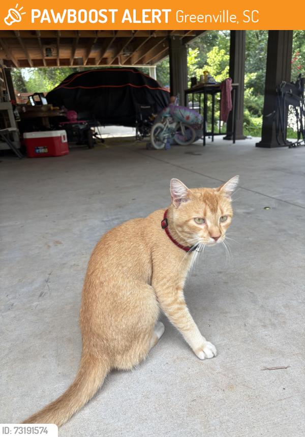 Found/Stray Male Cat last seen QT, Greenville, SC 29605