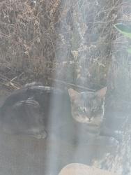Found/Stray Unknown Cat last seen Near Miranchito Gas Station on W Ave L-4, Lancaster, CA, Los Angeles County, CA 93535