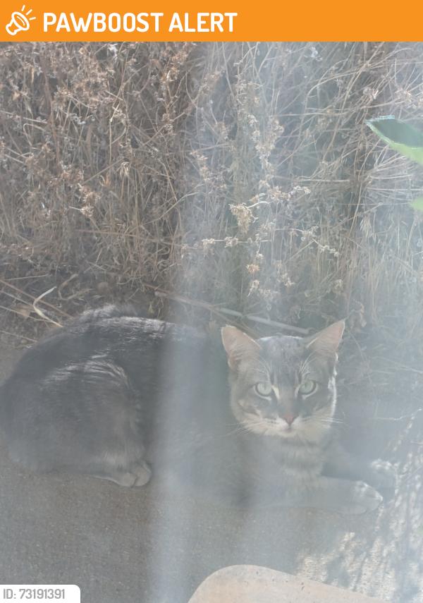 Found/Stray Unknown Cat last seen Near Miranchito Gas Station on W Ave L-4, Lancaster, CA, Los Angeles County, CA 93535