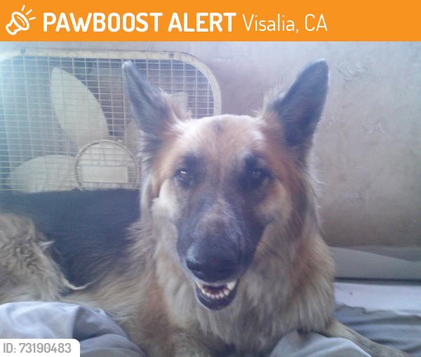 Found/Stray Female Dog last seen Rd 48 & Ave 184, east of Wakena, Visalia, CA 93277