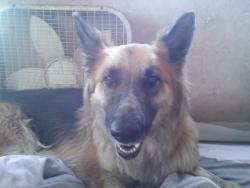 Found/Stray Female Dog last seen Rd 48 & Ave 184, east of Wakena, Visalia, CA 93277