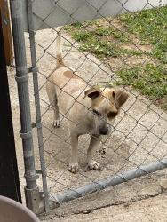 Lost Male Dog last seen Near Southington st, MLK and Crestmont, Houston, TX 77033