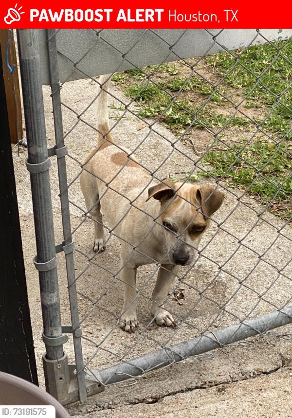 Lost Male Dog last seen Near Southington st, MLK and Crestmont, Houston, TX 77033