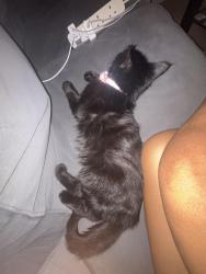 Reunited Female Cat last seen Near western Avenue, brassie Avenue, Greater London, England W3 7NG