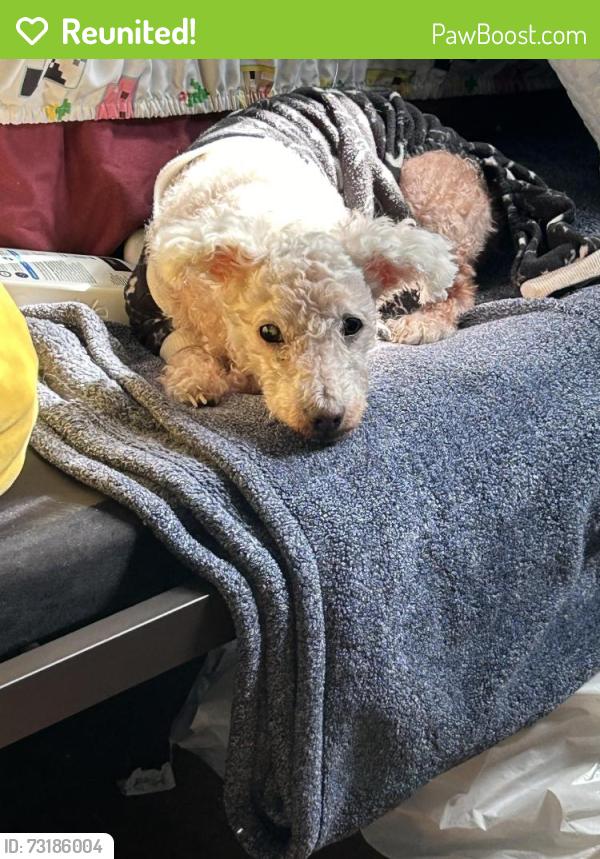 Reunited Male Dog last seen El paso and Ave 50, Los Angeles, CA 90042