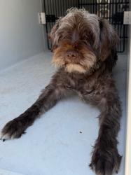 Shelter Stray Male Dog last seen Midwest City, 8485 E Reno Ave, Midwest City, OK 73110, USA