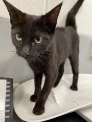 Shelter Stray Female Cat last seen Forest park, 8485 E Reno Ave, Midwest City, OK 73110, USA