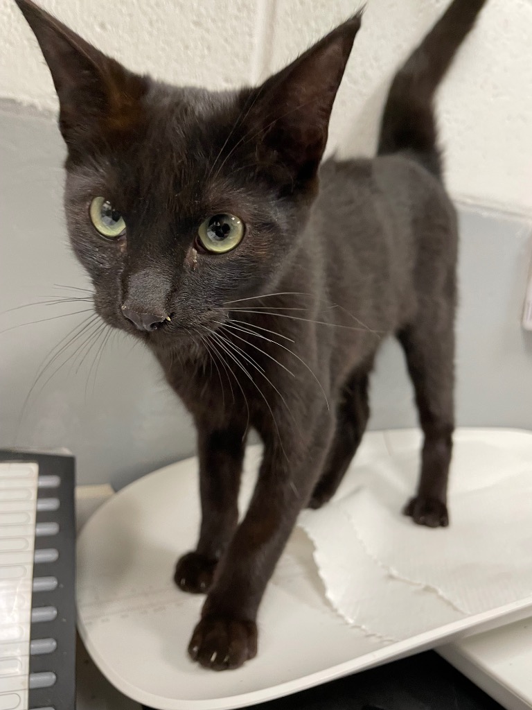 Shelter Stray Female Cat last seen Forest park, 8485 E Reno Ave, Midwest City, OK 73110, USA