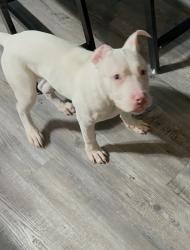 Lost Male Dog last seen Roanwood, Toledo, OH 43612