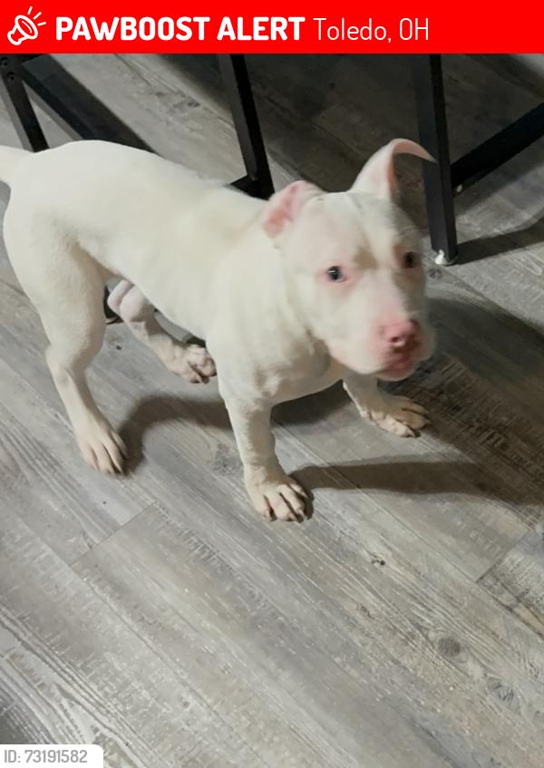Lost Male Dog last seen Roanwood, Toledo, OH 43612